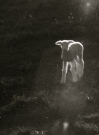 'Agnus Dei' (bw) - 2007