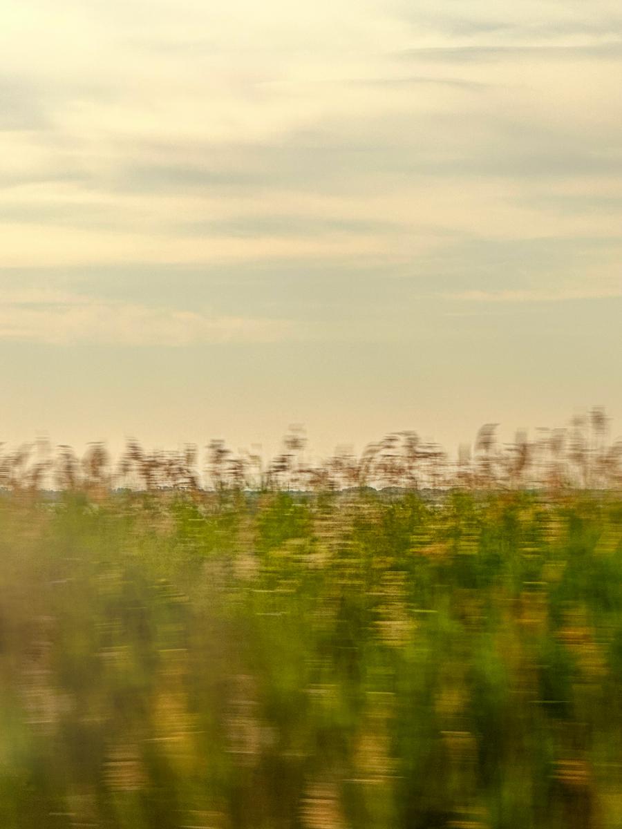 'Dreaming in the Field' - 2023