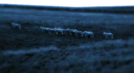'The Flock' - 207
